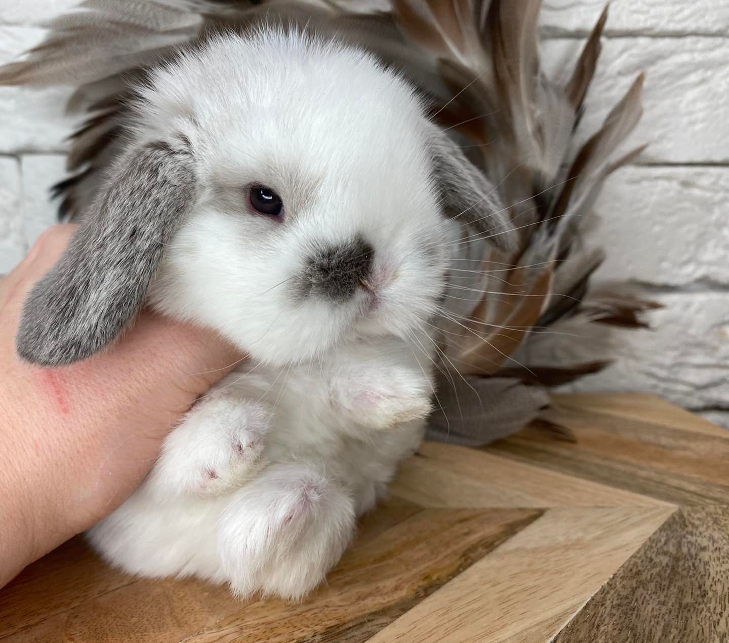 Mini lop zarejestrowana hodowla