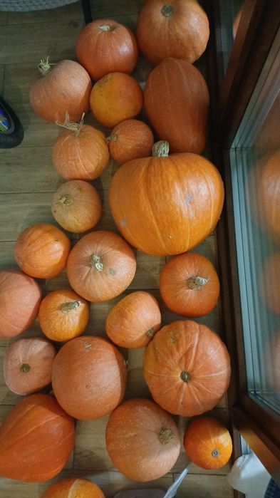 Dynie różne wielkości