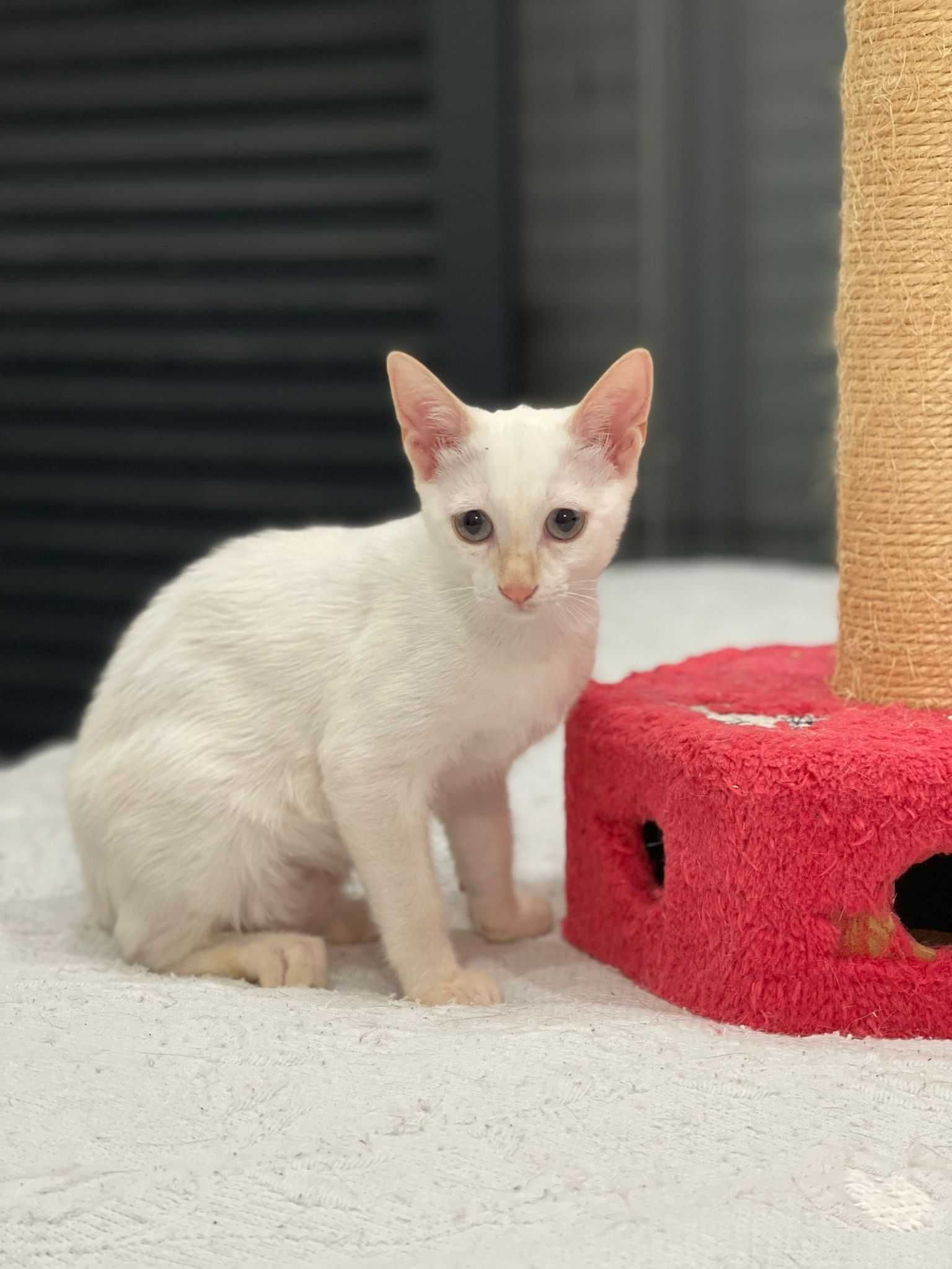 Gatinhas bebés muito fofinhas para adoção conjunta