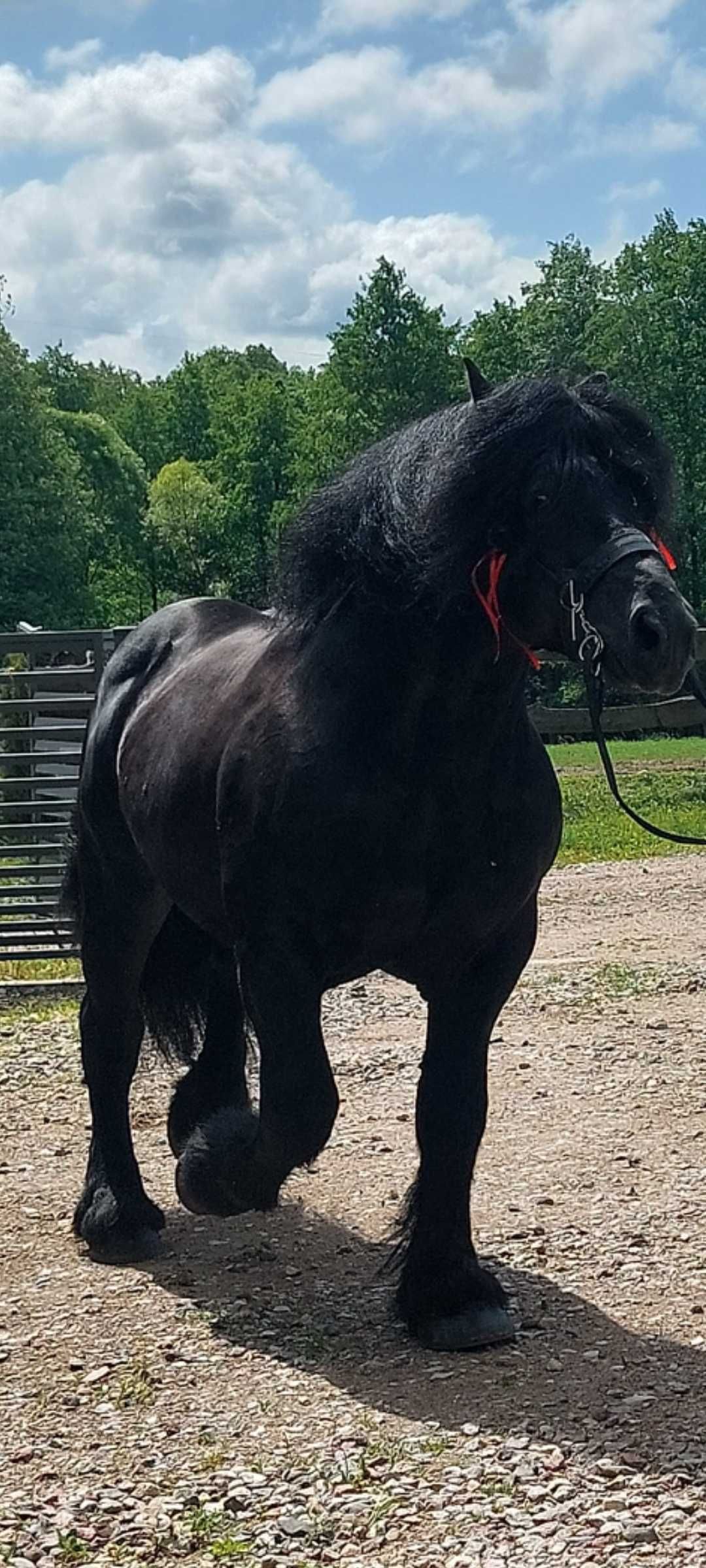 Sprzedam ogiera zimnokrwistego