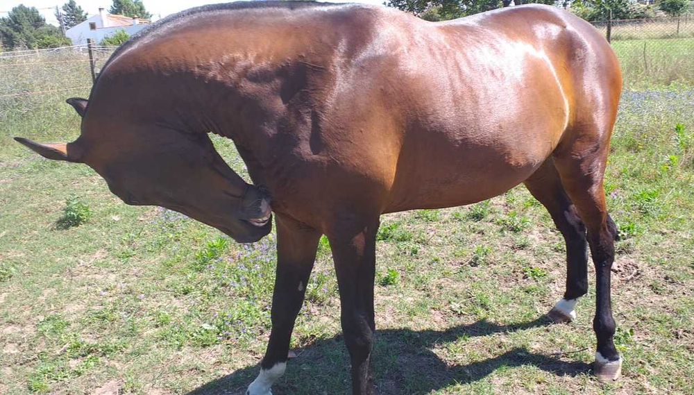 Poldra Lusitana excelente Pedigree