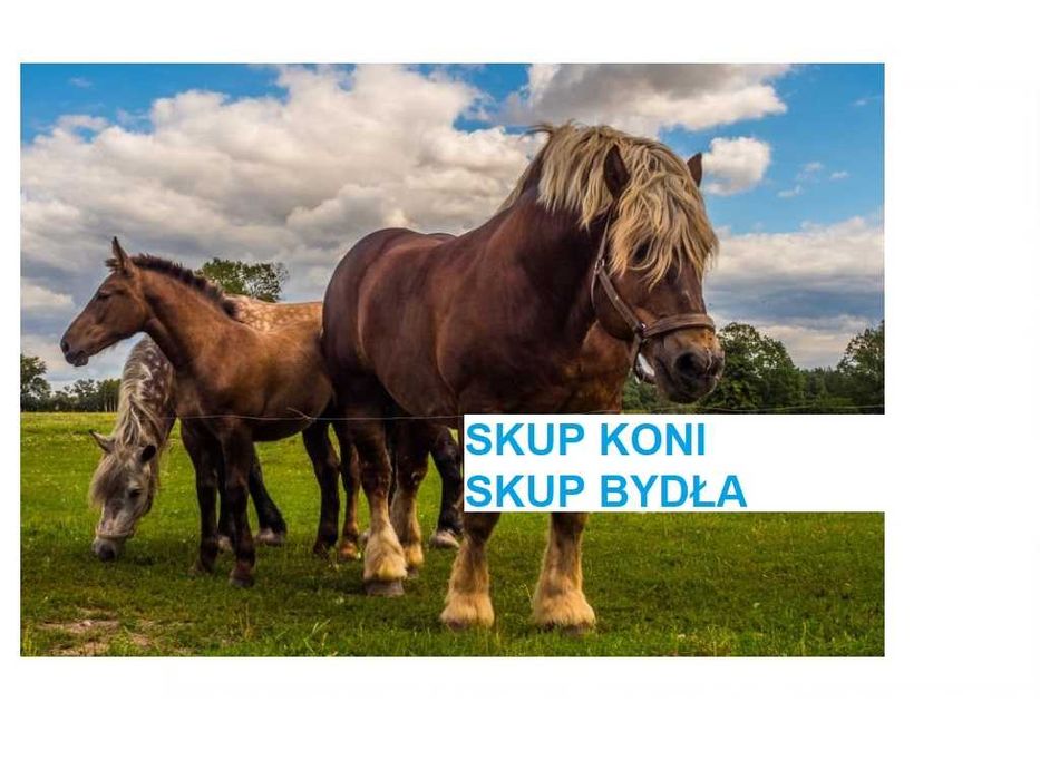 SKUP Bydła Koni Żywca !UBÓJ! Krowy,Krowa,Byk,Byków,Konie,Koń