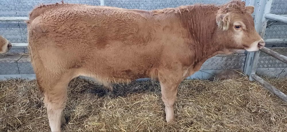 Sprzedam 12 byczkow 11  jałowek odsadkow