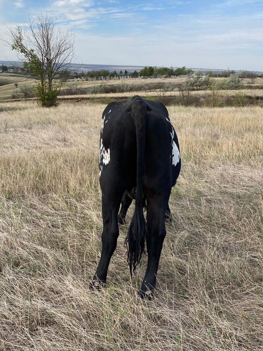 Продам бика. Ціна договірна. Продам быка. Цена договорная