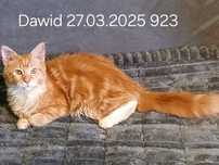 Sprzedam kocurka rasy Maine Coon urodzonego 27.03.2025  o imieniu Dawd