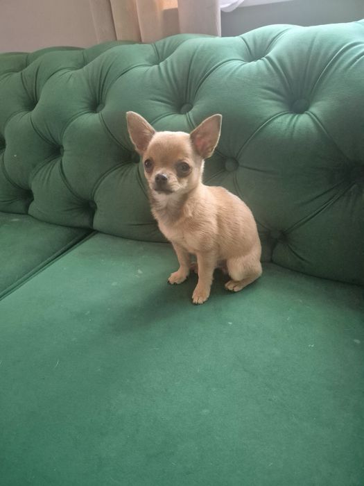 Śliczny maleńki chłopiec rasy Chihuahua