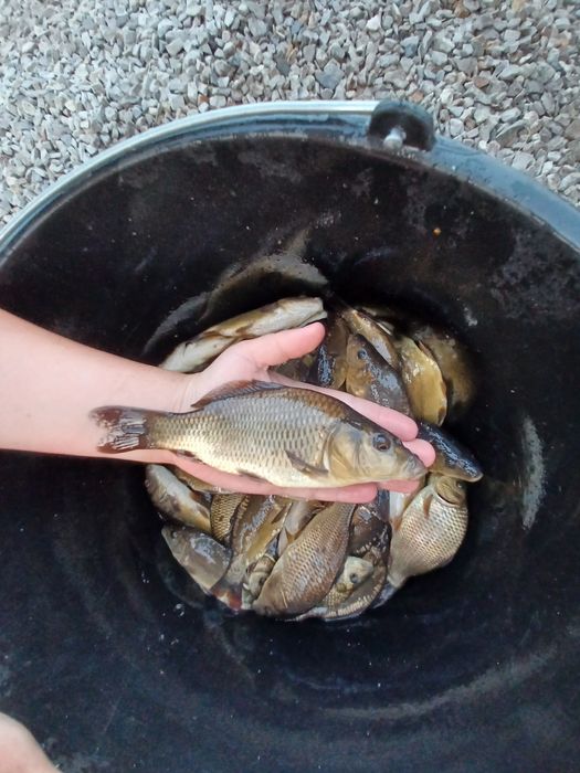 Karp narybek  / kroczek  . Lin , Amur  , Tołpyga .
