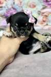 Chihuahua suczka mini tricolor