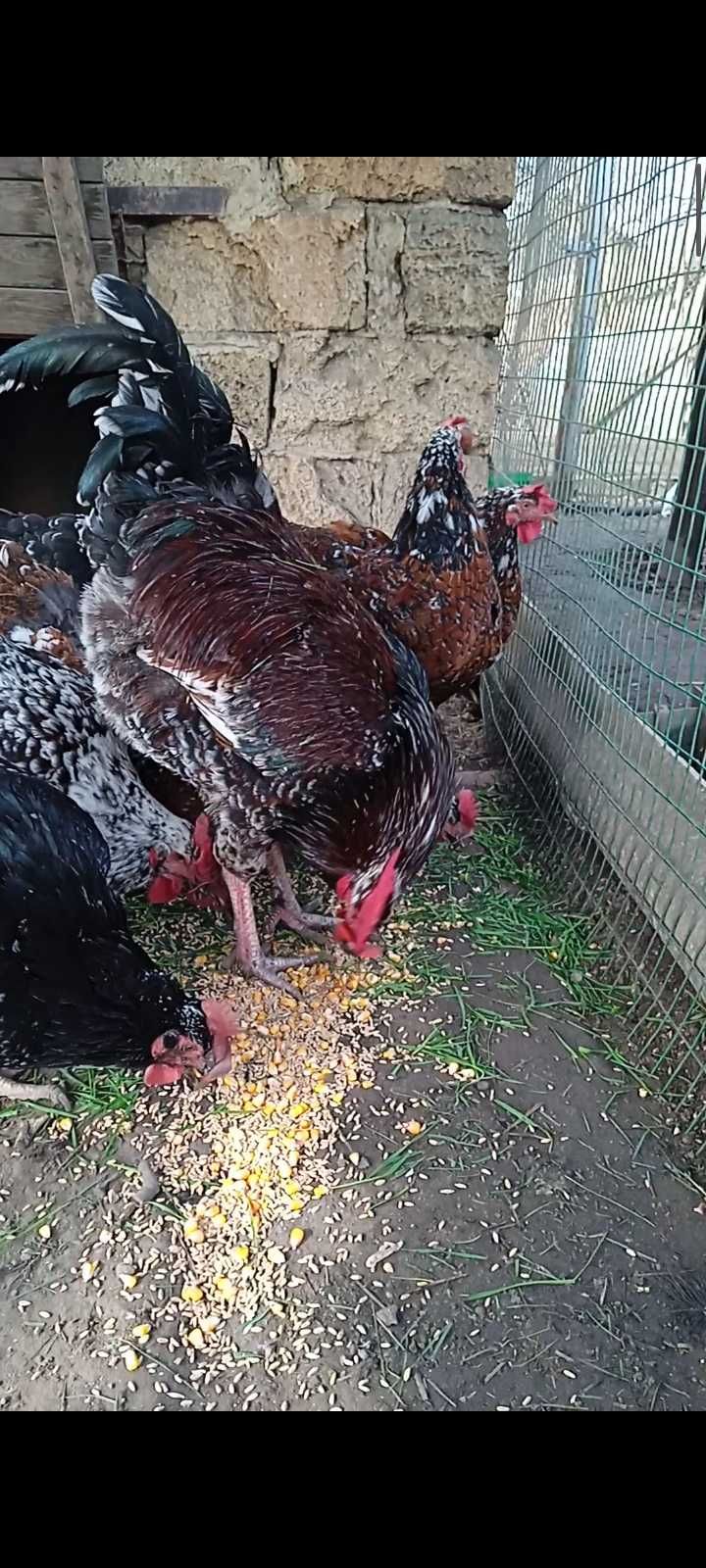Цыплята ливенских ситцевых кур