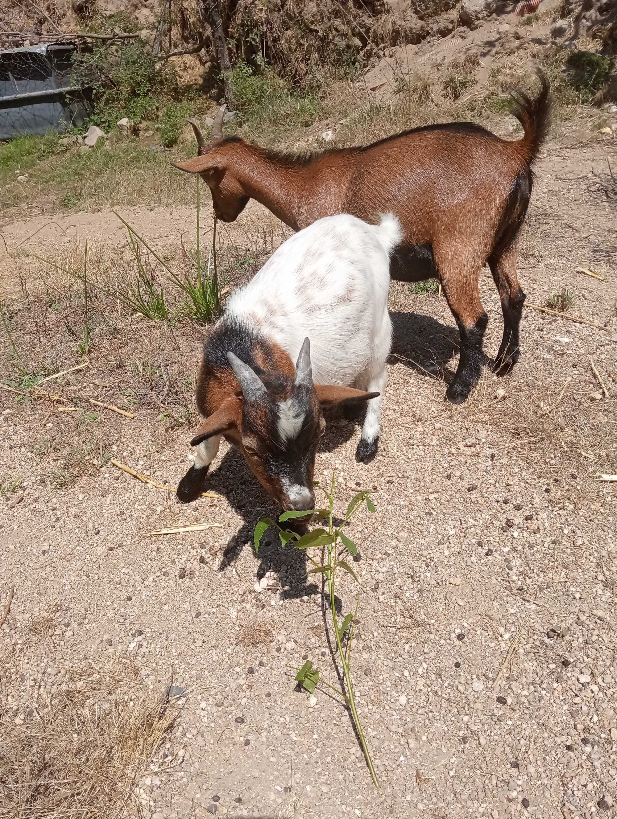 Casal de Cabras anas desparasitadas