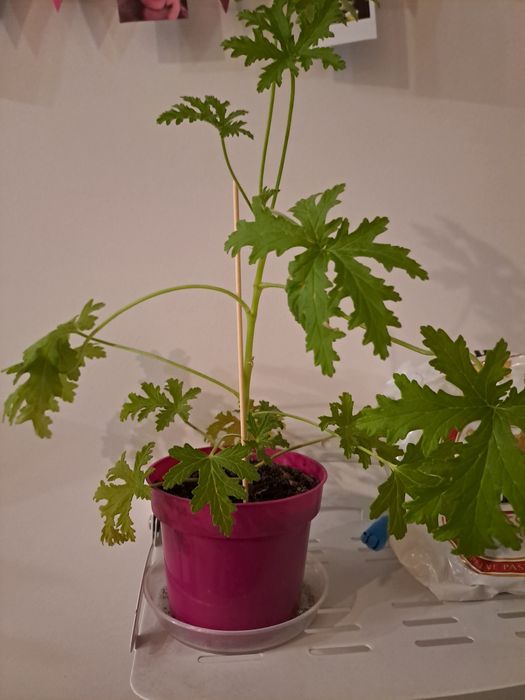 Anginka geranium cytrynka