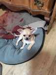 Malutka dziewczynka rasy chihuahua krótkowłosa.