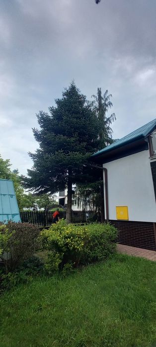 Usługi rębakiem do gałęzi, wycinka drzew, karczowanie działek