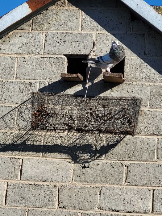 Sprzedam Garłacze Koroniaste