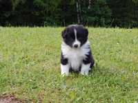 Piękna czarno-biała suczka border collie