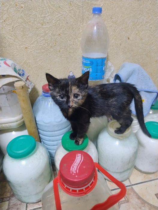 Кошка и котята девочки