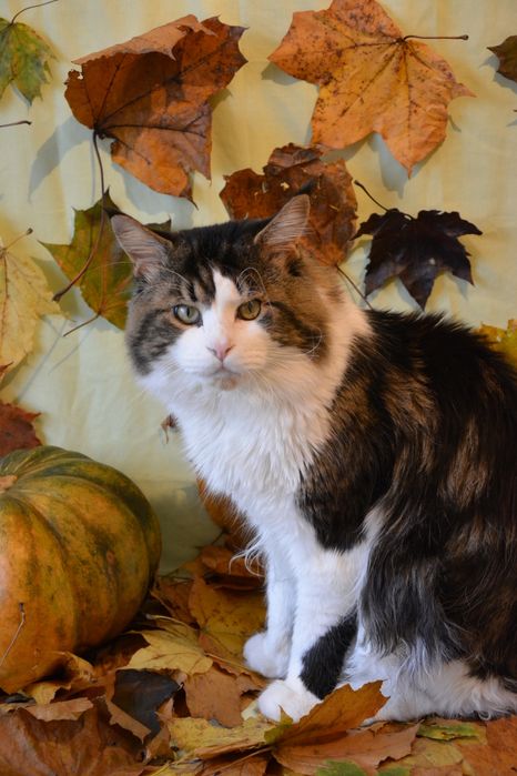 В'язка Мейн кун Львів