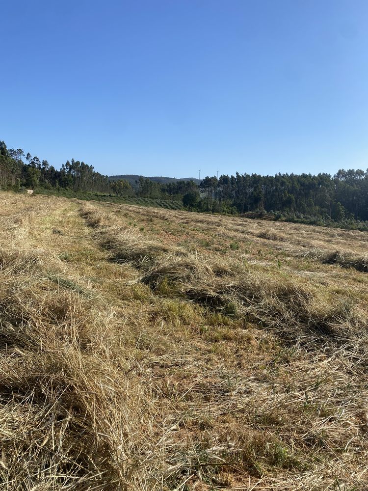 Fardos Feno Triticale Pequenos