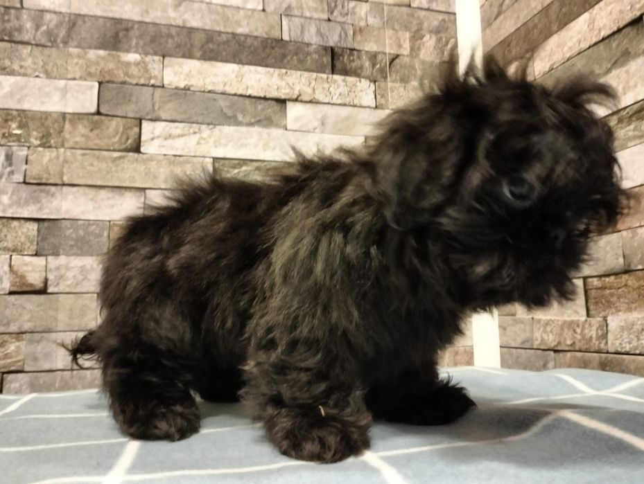 Cudowna suczka  shih-tzu. Mini Czarny