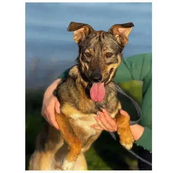 Эля, собака ищет дом