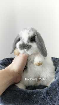 Mini lop samiec niebieski srokacz HODOWLA