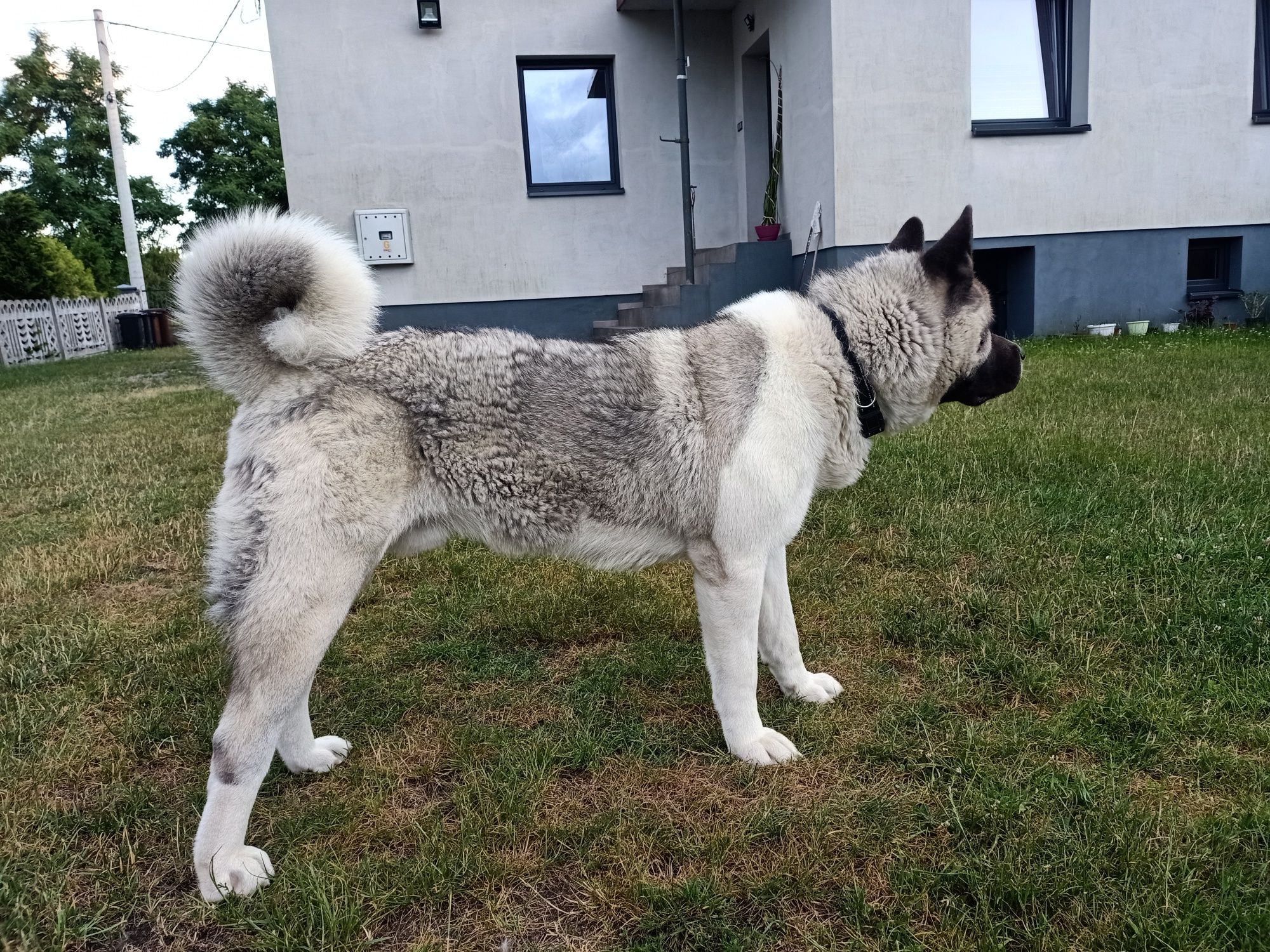 Akita. Miłość na czterech łapach poszukiwana