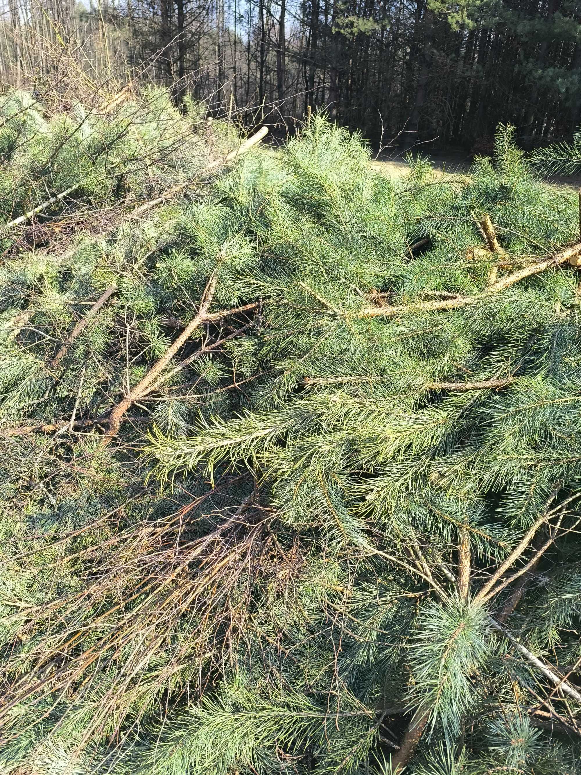 Gałęzie chrust sosnowy już zleżały bo ścinane było w marcu.