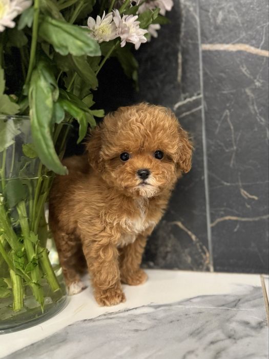 Красуня міні мальтіпу ф1. Ми в Луцьку.