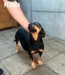 Petitka, jamniczka, 1, 5 roczna adopcja za darmo oddam
