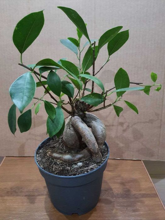 Фикусы Лировидный  Циатистипула  Анастасия Белиз Микрокарпа