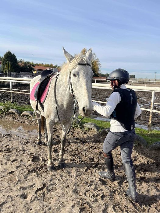 Klacz 19 l 100% bezpieczna 151 cm