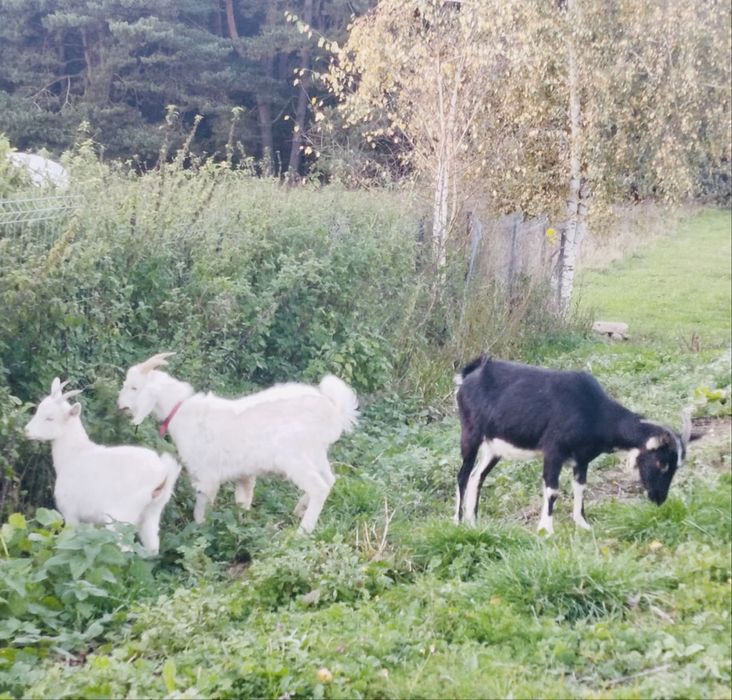 Koza,koziołek młode