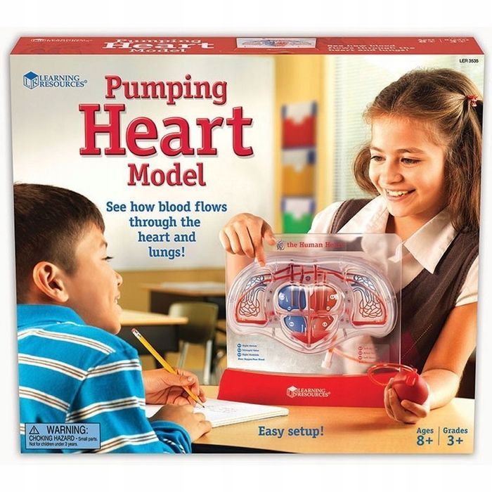 Serce - Model Akrylowy Learning Resources