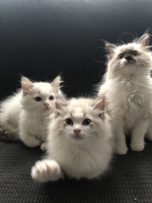 Ragdoll kocurek kotka kotyanna.pl