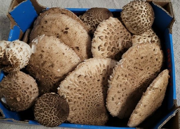 Świeże kanie / sowy - odbiór Warszawa Bemowo