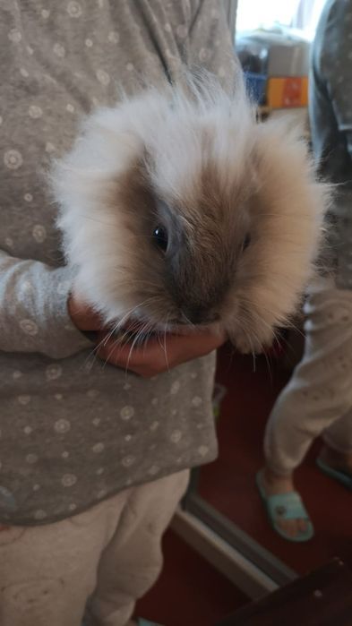 Декоративний кролик в добрі руки