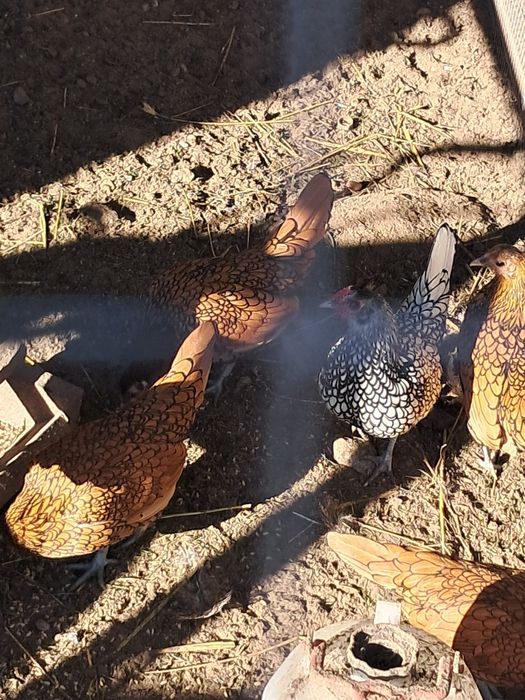 Jaja lęgowe sebrytki