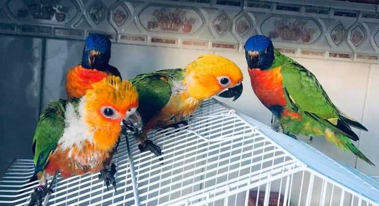 Sol/loris/ring necks