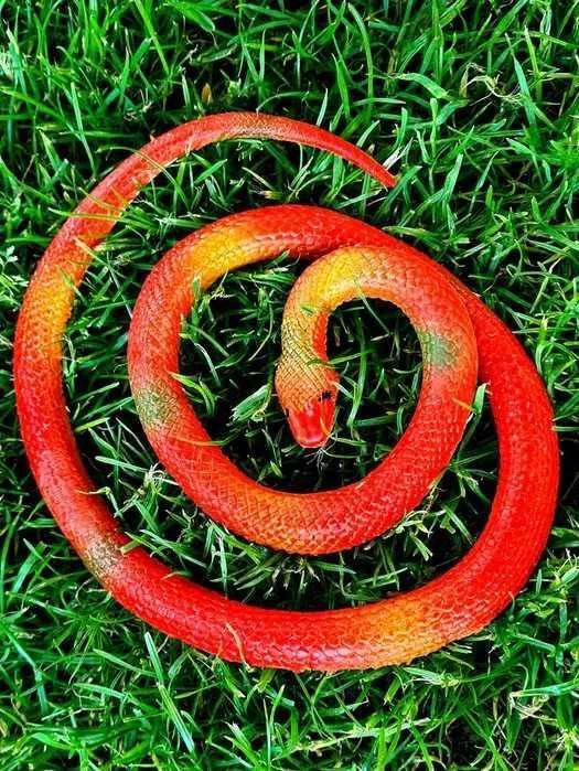 Gumowy wąż zabawka dla dziecka nowa czerwony