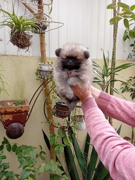 Spitz anão (lulu da Pomerânia) excelente exemplar.