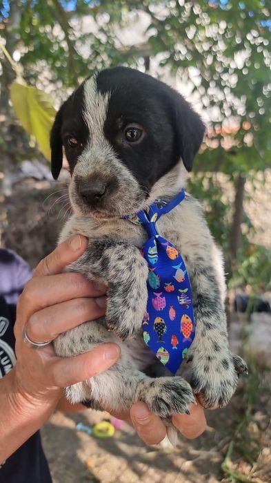 Cachorro para adoção