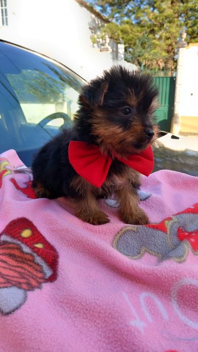 Yorkshire terrier  macho mini