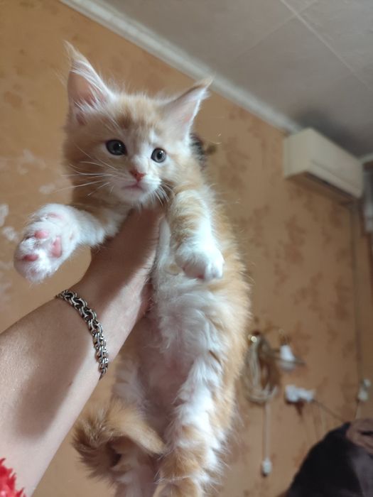 Мейн-кун,шикарные девочки "Самовывоз"