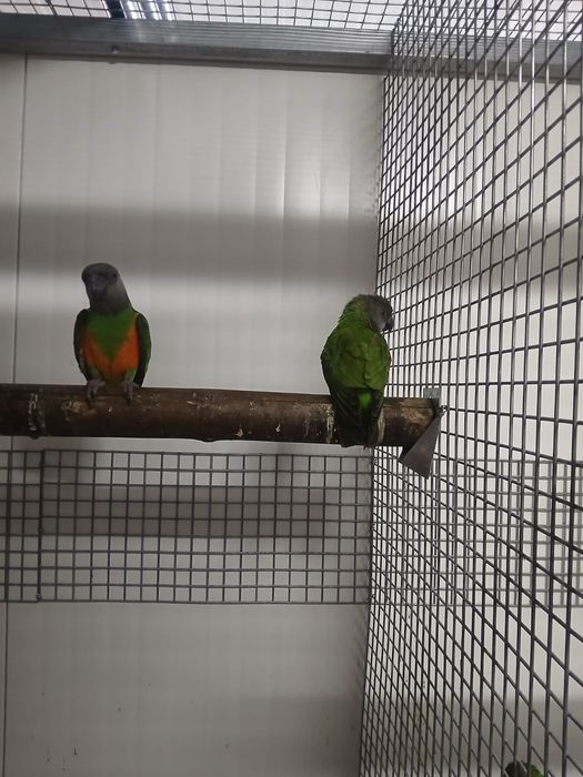 Aves Papagaios do Senegal