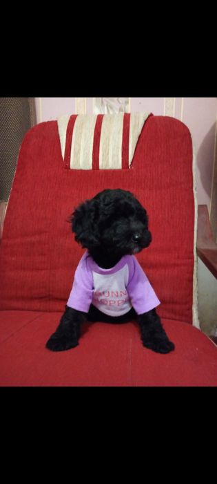 Щенки той пудель мальчик