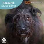 Kacper szuka domu!