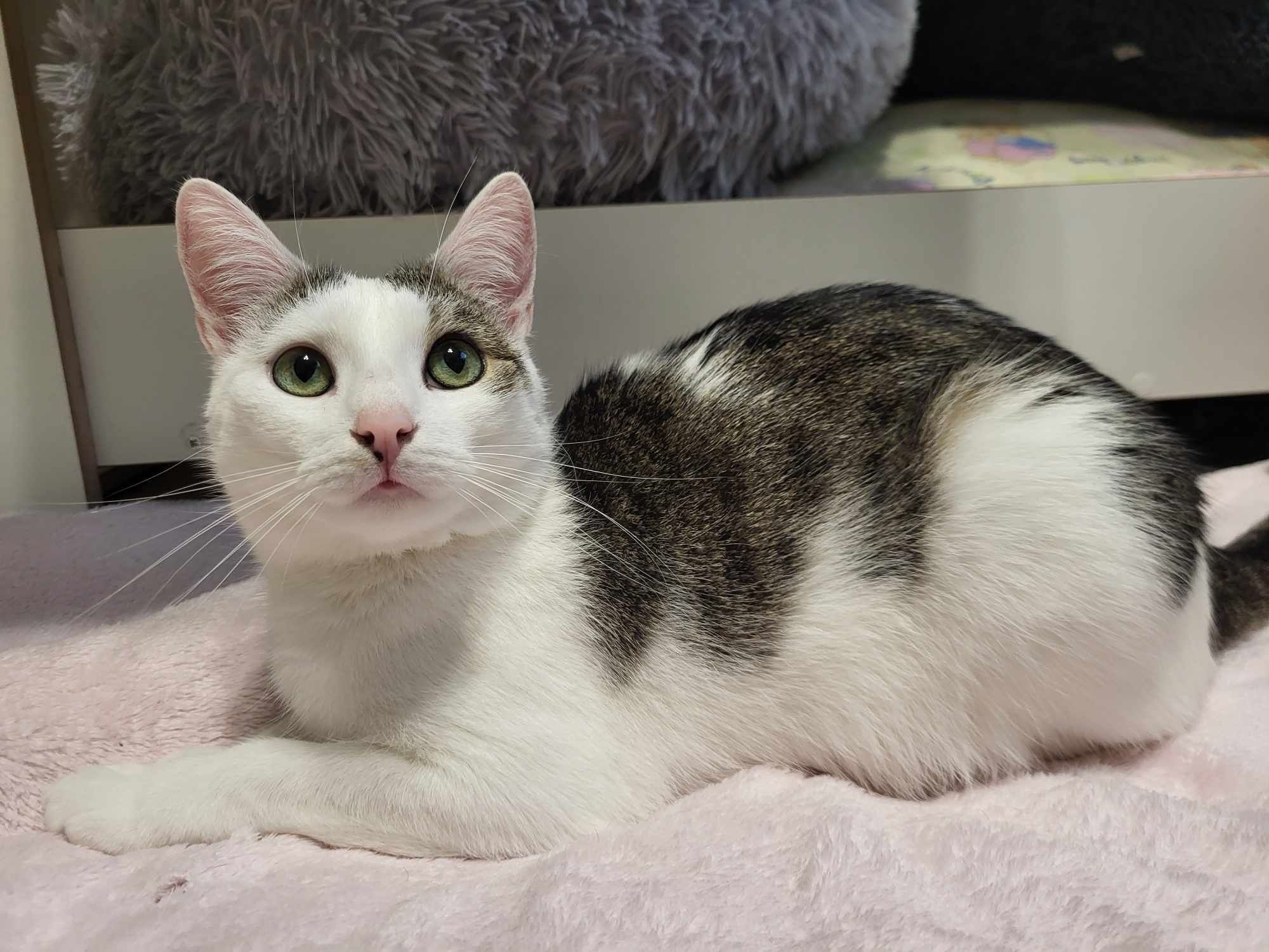 Cudowne kocie rodzeństwo do adopcji
