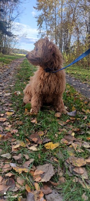 Suczka goldendoodle red