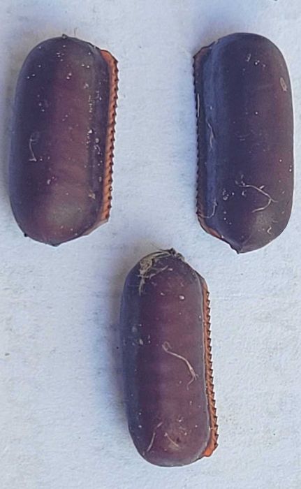 Jaja karaczana tureckiego ooteki karaczan turecki.