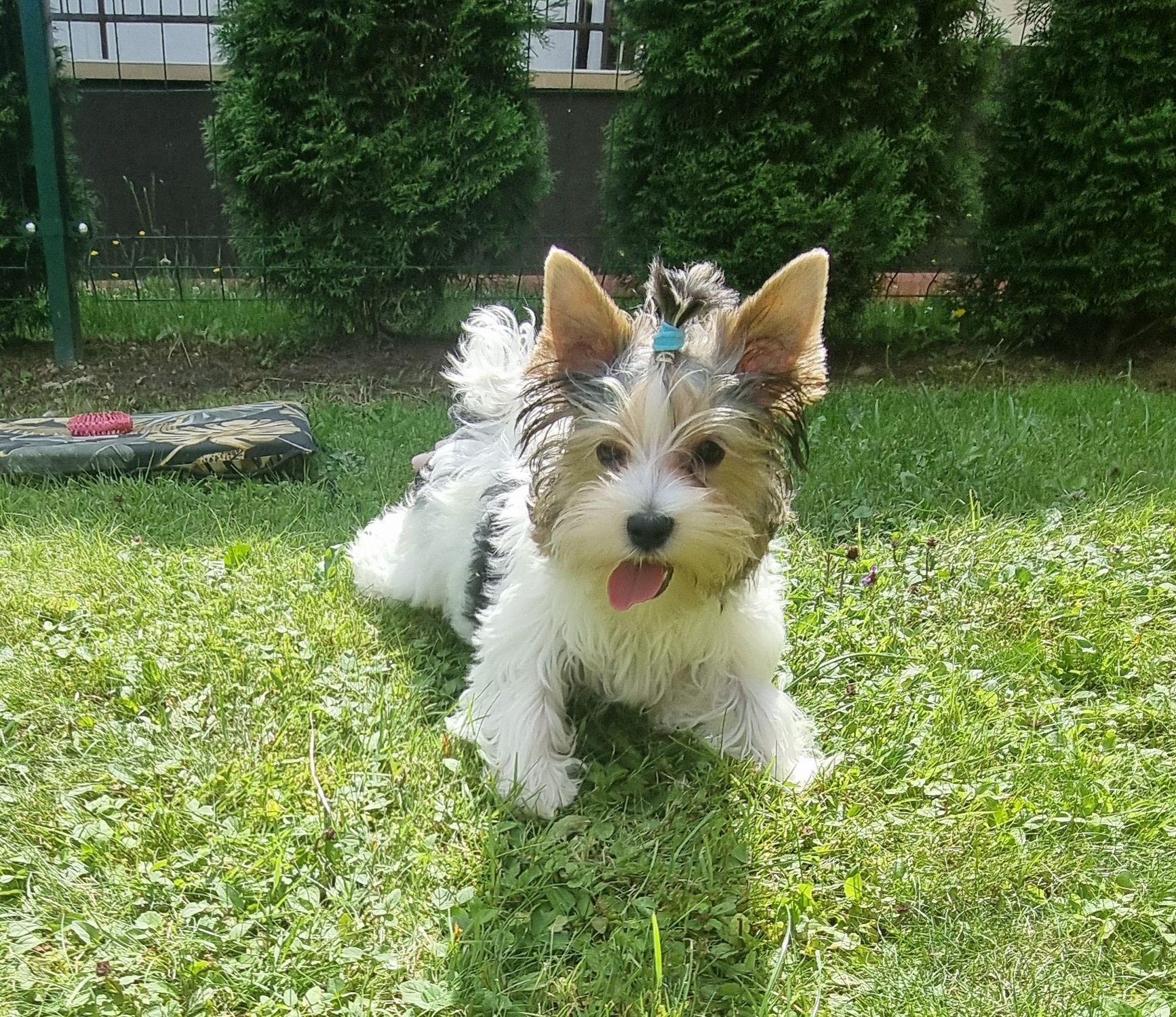 York Biewer Samiec Chłopiec Dexter